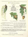 leconchene4.jpg (363312 octets)